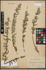 Foto von Salix purpurea L. x Salix viminalis L.